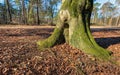 Trunk of an old beech tree in a forest Royalty Free Stock Photo