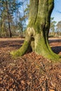 Trunk of an old beech tree in a forest Royalty Free Stock Photo