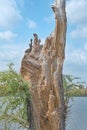 The trunk of an old broken willow tree with new branches growing