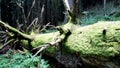 trunk of an old decayed fallen tree covered with thick green moss in a wild forest in mountains