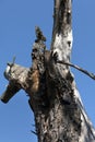 The trunk of an old dried apple tree standing alone under the scorching summer sun against a clean blue sky