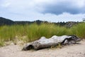 Trunk of old dried up tree on sand in grass Royalty Free Stock Photo