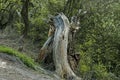 Trunk of old dry tree broken from thunder Royalty Free Stock Photo