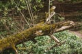 The trunk of an old fallen tree covered with moss. Natural background, green moss texture Royalty Free Stock Photo