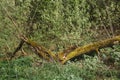 The trunk of an old fallen tree covered with moss. Natural background, green moss texture Royalty Free Stock Photo