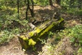 The trunk of an old fallen tree overgrown with moss in a mountain forest Royalty Free Stock Photo