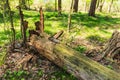 The trunk of an old fallen tree which undergoes natural decomposition of organic matter Royalty Free Stock Photo