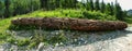 Trunk of old hundred-year-old sawn tree Royalty Free Stock Photo