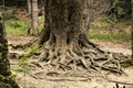 The trunk of an old large oak tree with bark and roots on the ground. Natural wild park Royalty Free Stock Photo