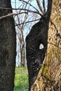 The trunk of the old oak tree with a hollow and branches with the first spring leaves, blue sunny spring sky and glade Royalty Free Stock Photo