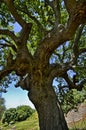 Trunk of old olive tree Royalty Free Stock Photo