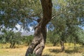 Trunk of an old olive tree Royalty Free Stock Photo