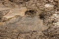 The trunk of an old olive tree. Natural design element . Royalty Free Stock Photo