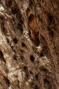 The trunk of an old olive tree. Natural design element . Royalty Free Stock Photo