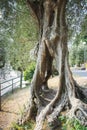 Trunk of old olive tree with passage Royalty Free Stock Photo