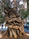 Trunk of an old olive tree Royalty Free Stock Photo