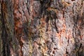 Old pine trunk with cracked bark and resin drips, background