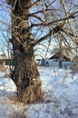 The trunk of an old poplar close