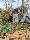 Trunk of old poplar tree, sawn into pieces. Preparation of wood for chopping firewood. Large logs are tumbled to ground in row. Royalty Free Stock Photo