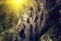 The trunk of the old sacred olive tree Royalty Free Stock Photo