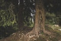 Trunk of an old spruce tree Royalty Free Stock Photo