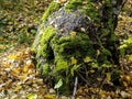 the trunk of an old tree covered with moss in autumn Royalty Free Stock Photo