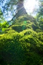 Trunk of an old tree densely covered with moss