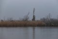 The trunk of an old tree grows by a frozen pond. In the background is a gray sky with fog Royalty Free Stock Photo