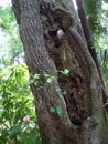 The trunk of an old tree that has been hollowed out by insects