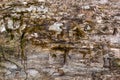 The trunk of an old tree, interwoven with corridors of bark beetle Royalty Free Stock Photo