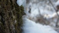 The trunk of an old tree with moss, against the background of a winter forest Royalty Free Stock Photo