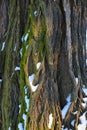 The trunk of an old tree with snow, background, texture of bark Royalty Free Stock Photo