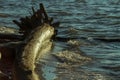 The trunk of an old tree in the water, on the bank of a forest river Royalty Free Stock Photo