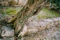 The trunk of the olive tree grows from stones in the olive grove diagonally. Royalty Free Stock Photo