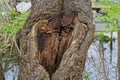 the trunk of one old tree with a gray brown hollow Royalty Free Stock Photo