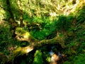 Trunk over stream with quiet waterfall in the middle of green forest Royalty Free Stock Photo