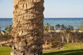 The trunk of a palm tree with a blurred Red Sea coast in the background. Royalty Free Stock Photo