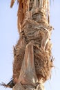 The trunk of a palm tree