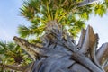 Trunk of palm tree with leaf Royalty Free Stock Photo