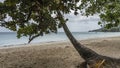 The trunk of a palm tree leaned over the beach. Royalty Free Stock Photo