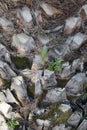 The trunk of a palm tree. The texture of the bark of the plant. Sprouted young plants in the faults of the trunk.