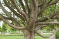 the trunk of a Parrotia persica tree