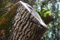 Trunk part bark of a dry tree slightly moldy with moss Royalty Free Stock Photo