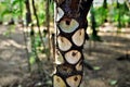 Details of the trunk of Philodendron bipinnatifidum in the garden