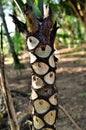 The trunk of Philodendron bipinnatifidum in the park