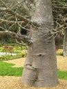 Trunk of pine conifer in the genus Pinus of the family Pinaceae Royalty Free Stock Photo