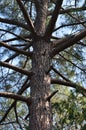 Trunk of pine tree with branches. Large very old tree in a formal garden. Royalty Free Stock Photo