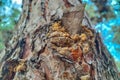 The trunk of a pine tree with a broken dry branch, resin seeped out of the damaged holes, which hardened Royalty Free Stock Photo