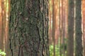 Trunk pine tree in the forest