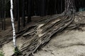 trunk of a pine tree with roots coming out of the ground Royalty Free Stock Photo